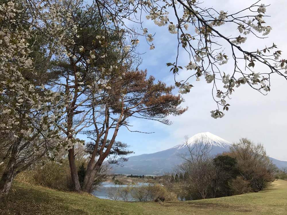 Mt. Fuji Lake Tanuki