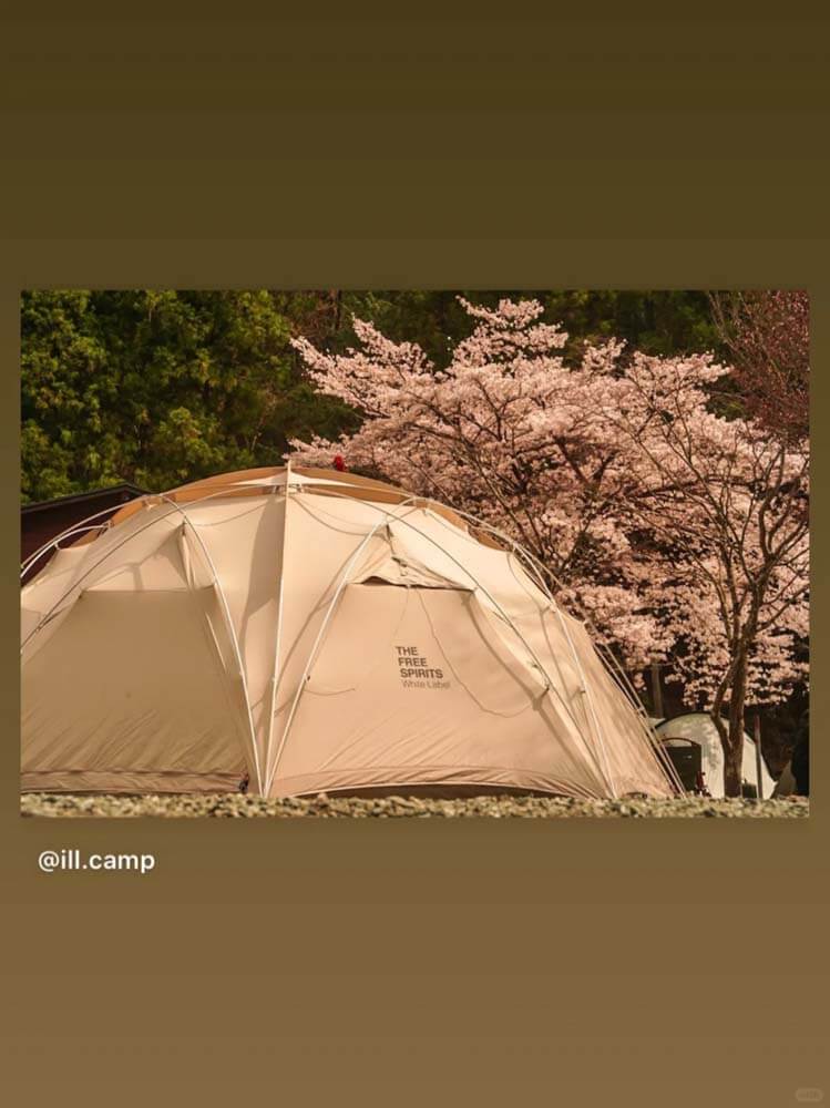 Cherry Blossoms are in Full Bloom Again